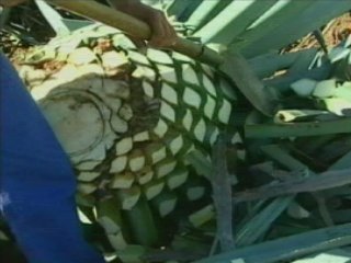 TRABAJO (1)  GANADO
